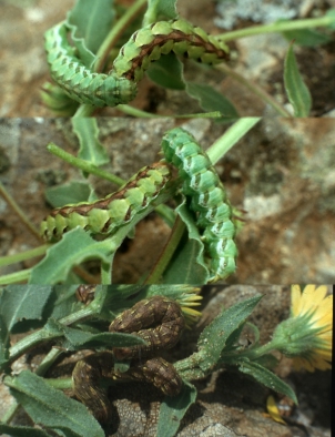 Bruco di Cucullia cfr. calendulae